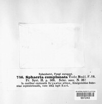 Calophoma complanata image
